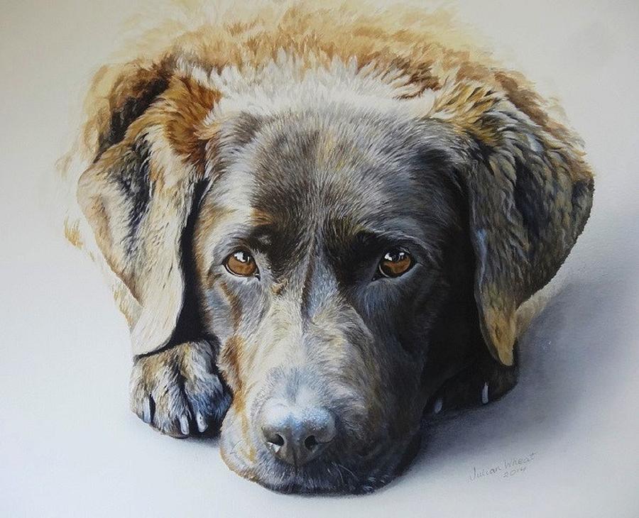Dog Painting - Megan #1 by Julian Wheat