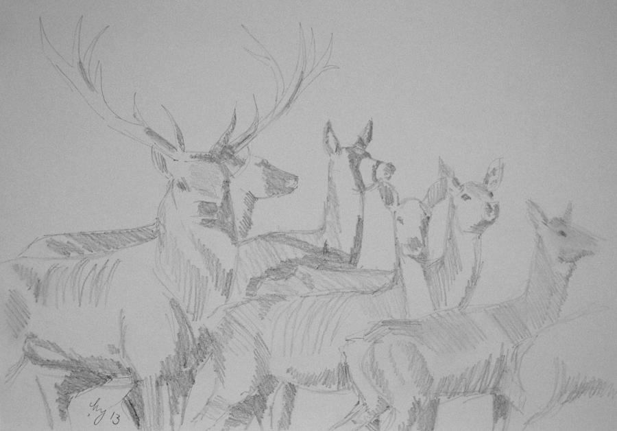 Mob Of Deer Drawing