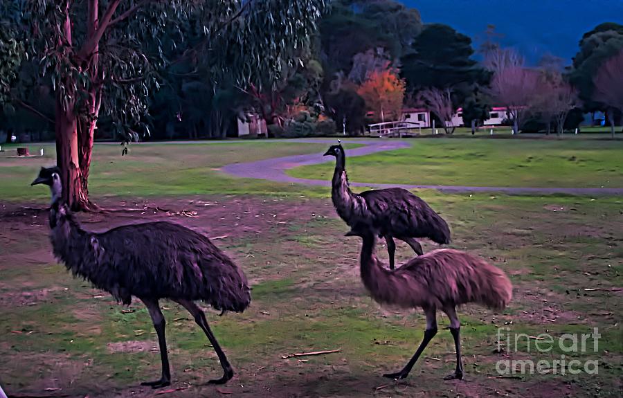 Mob of Emus Digital Art by Blair Stuart