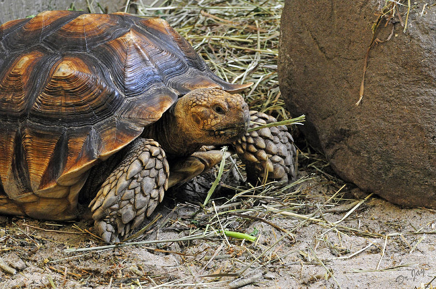 Tortoise Photograph - Mobile Home by Jay Walshon MD Tortoise Photograph - Mobile Home by Jay Walshon MD