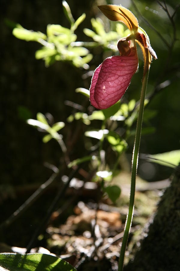 Orchid Photograph - Moccasin Flower by Neal Eslinger