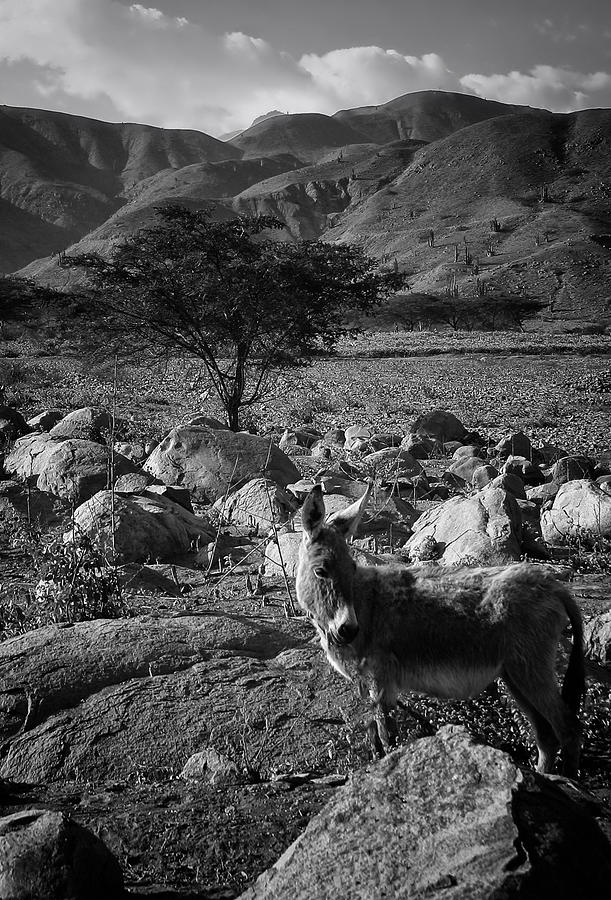 Moche Valley Donkey Photograph by Ben Shields