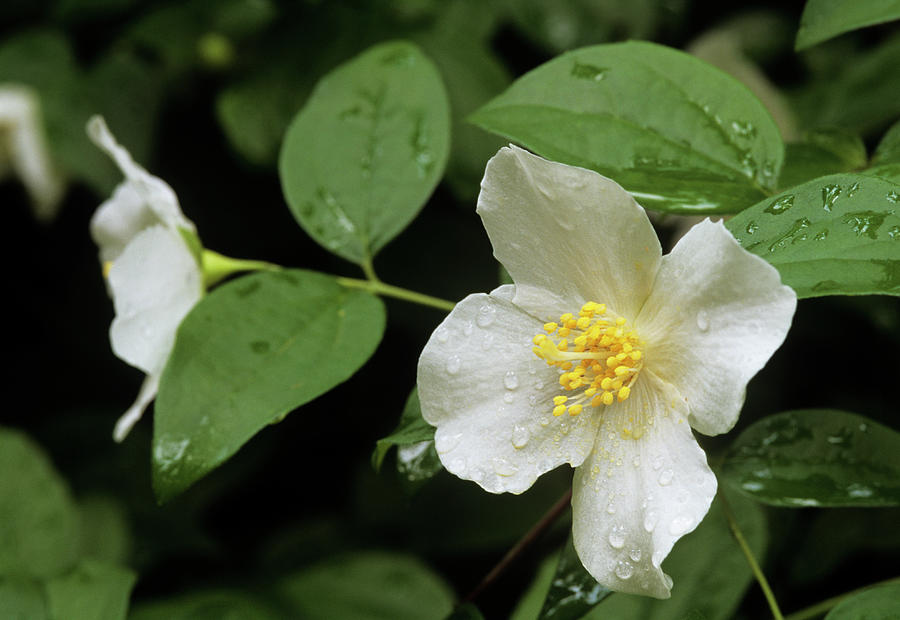 Nature Photograph - Mock Orange (philadelphis Sp.) by Sally Mccrae Kuyper/science Photo Library