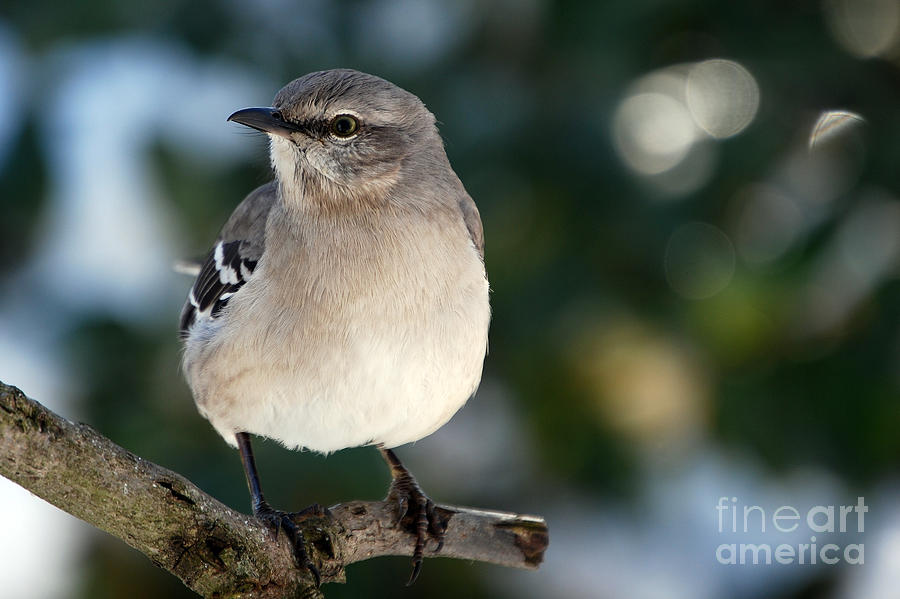 Bird Photograph - Mocker by Skip Willits
