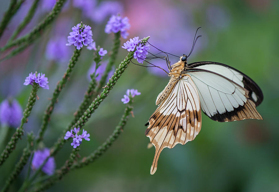 Mocker Swallowtail On The Blue Vervain Photograph by Nadejda Voskoboynikova