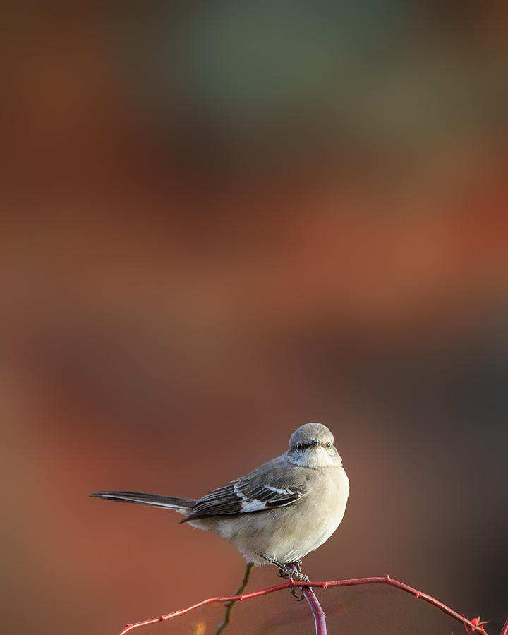 Mockingbird Photograph - Mocking Bird Morning by Bill Wakeley
