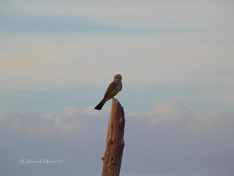 Wildlife Photograph - Mocking Bird Perched On Post by Deborah Moen