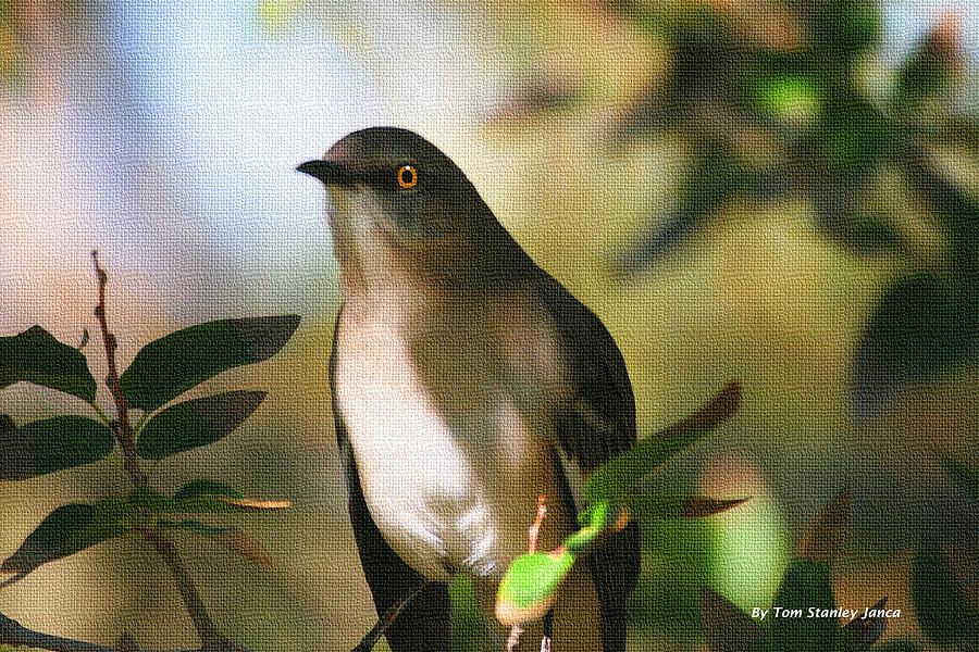 Mockingbird Watches  Photograph by Tom Janca