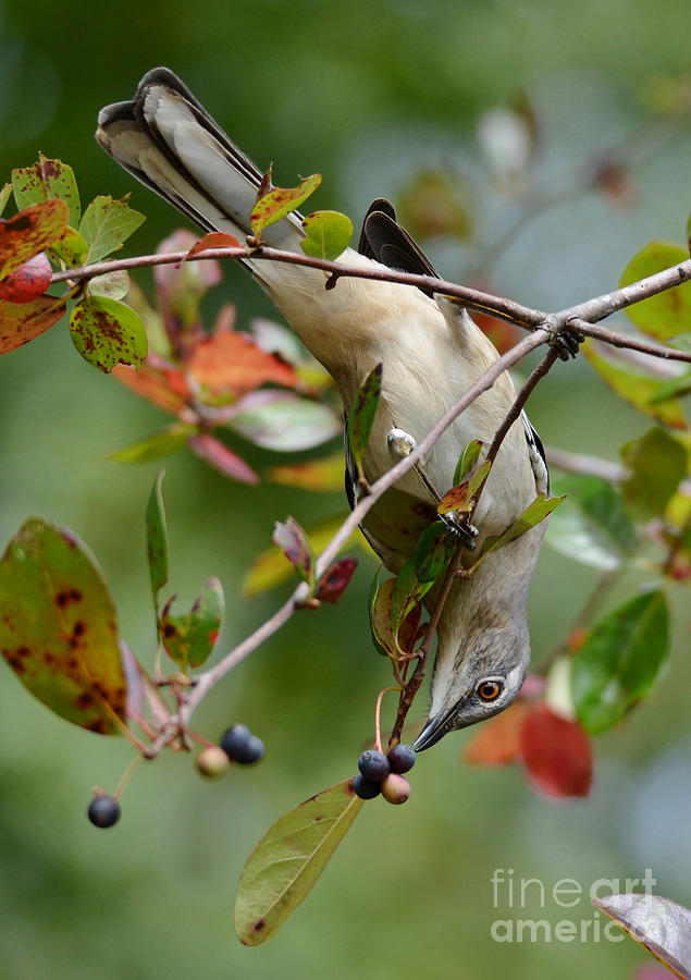 Mockingbird And Fall Berries Photograph by Kathy Baccari