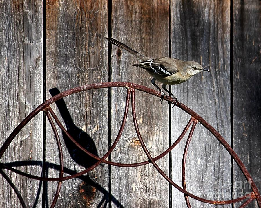 Mockingbird and Shadow Photograph by Kim Yarbrough