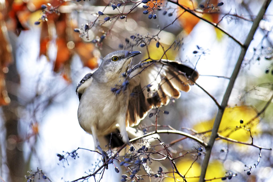 Mockingbird and Winter Berries Photograph by Jason Politte