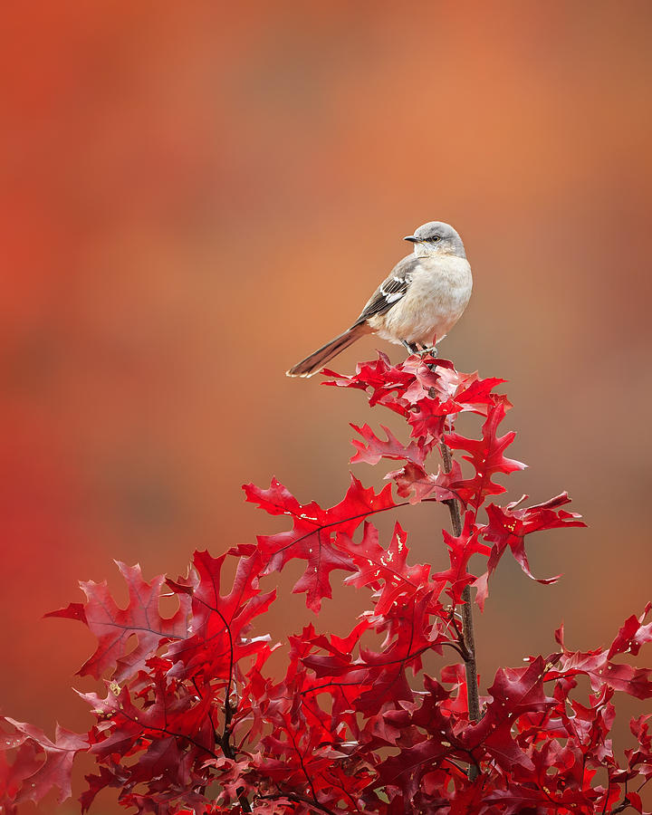 Mockingbird Autumn Photograph by Bill Wakeley