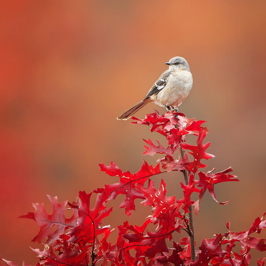 Mockingbird Autumn Square Photograph by Bill Wakeley