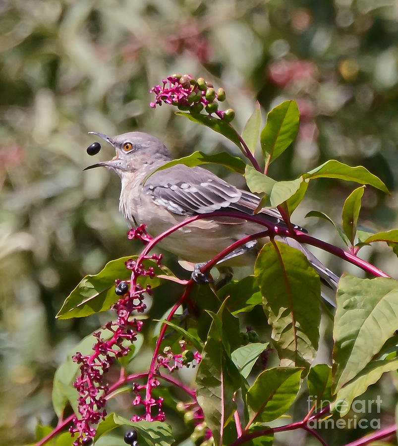 Mockingbird Berry Toss Photograph by Kerri Farley