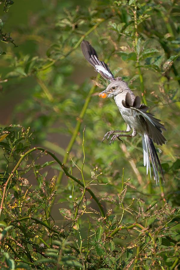 Mockingbird Photograph - Mockingbird by Bill Wakeley
