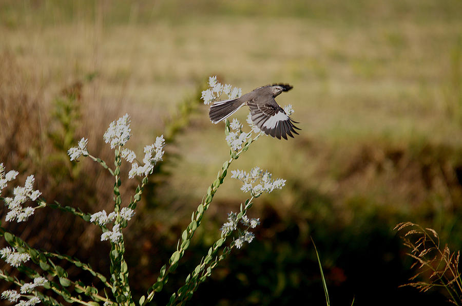 Mockingbird Flight Photograph