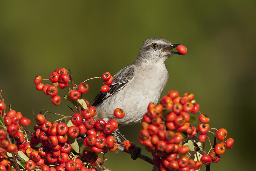 Mockingbird in Berries Photograph by D Robert FranzNorthern