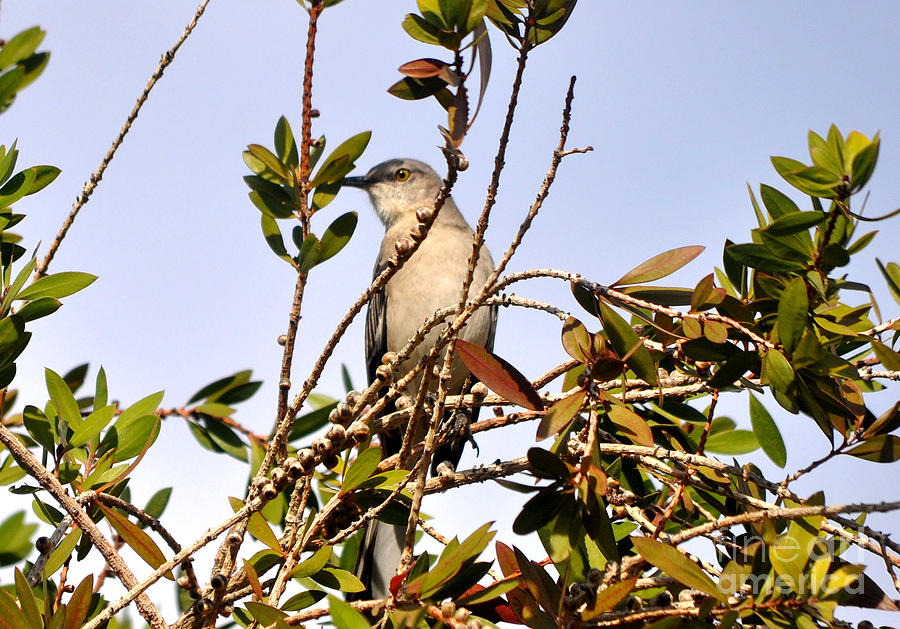 Mockingbird In Pyracatha Tree Photograph by Jay Milo
