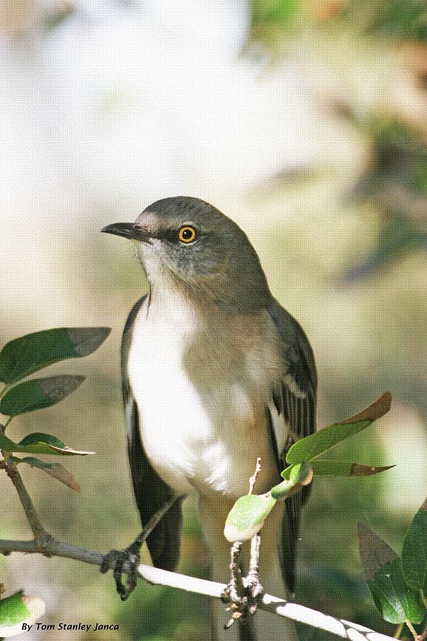 Mockingbird In The Hackberry Tree Photograph by Tom Janca