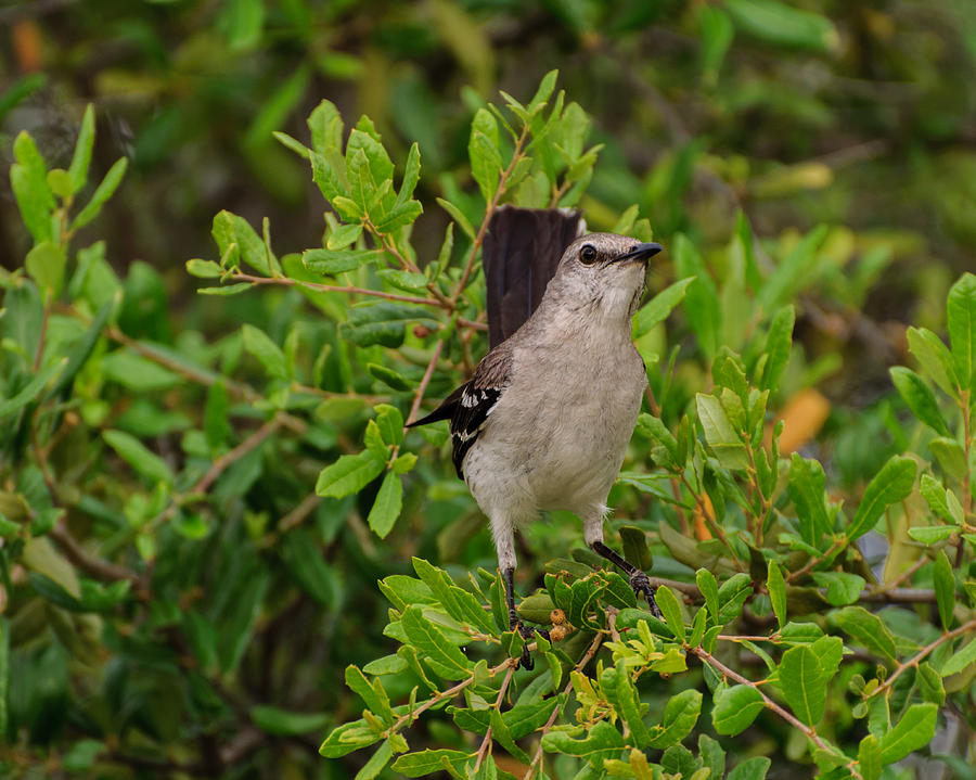 Mockingbird in tree Photograph by John Johnson
