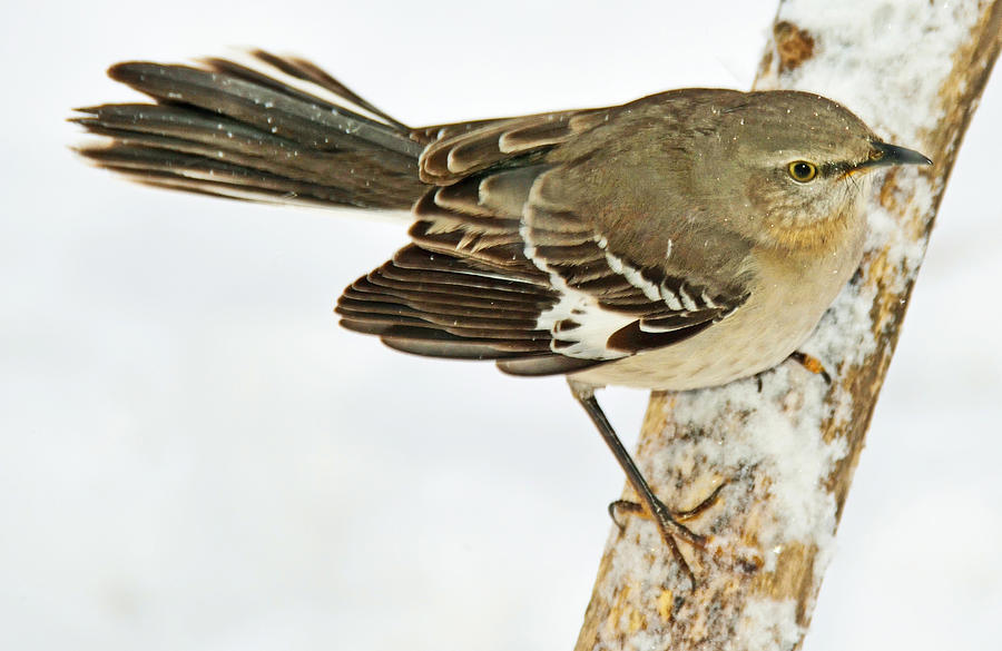 Mockingbird in Winter Animal Portrait Photograph by A Macarthur Gurmankin