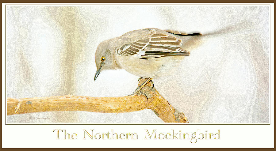 Mockingbird in Winter Digital Painting Digital Art by A Macarthur Gurmankin