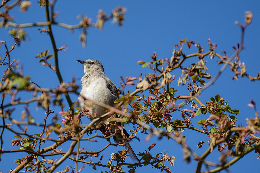 Mockingbird  Photograph by Jeanne May