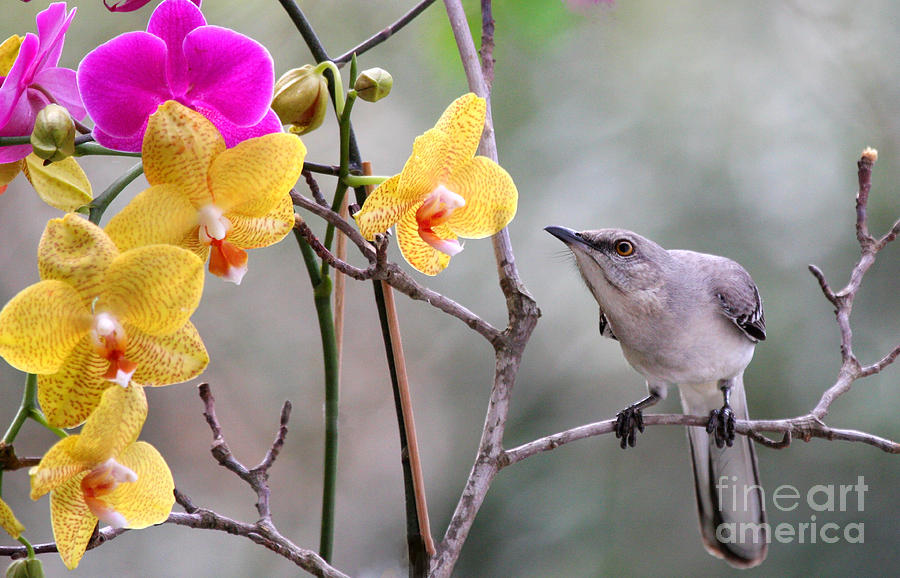Mockingbird Loves Orchids Photograph by Luana K Perez
