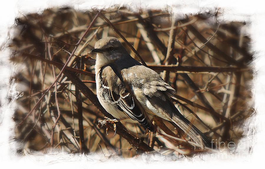 Mockingbird Photograph by Marcia Lee Jones