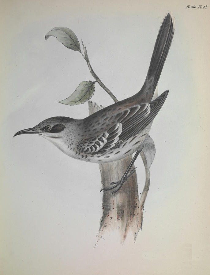 Mockingbird Photograph by Natural History Museum, London/science Photo Library