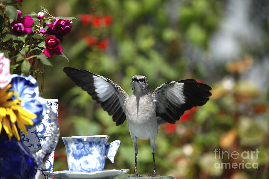 Mockingbird Ready for Tea Photograph by Luana K Perez