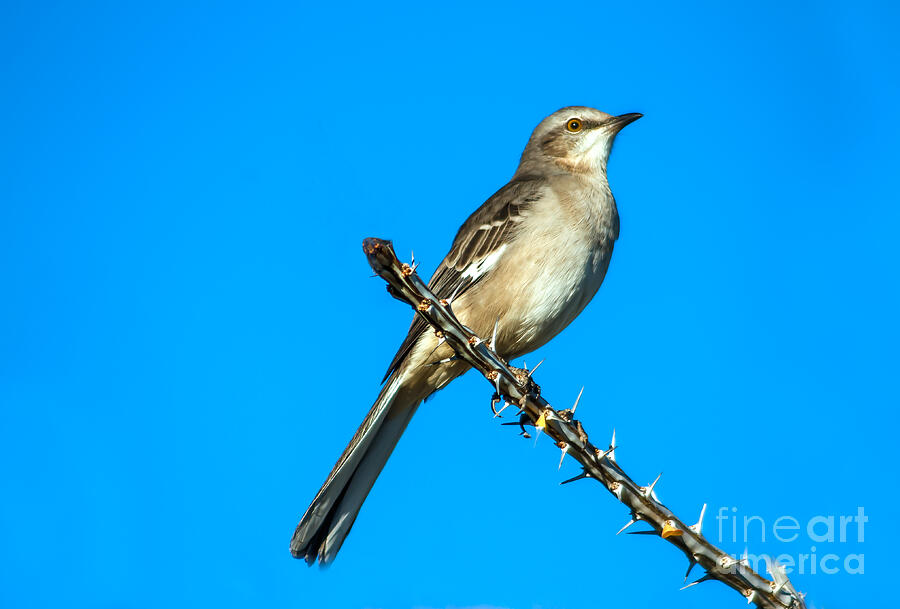 Mockingbird Photograph by Robert Bales