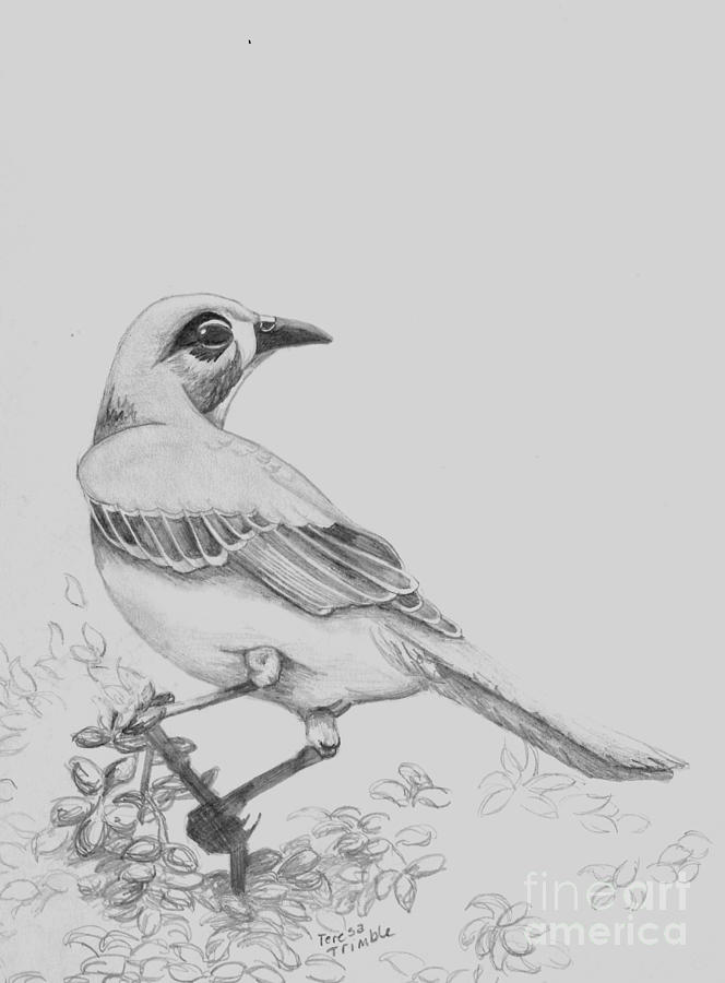 Wildlife Drawing - Mockingbird by Teresa Trimble