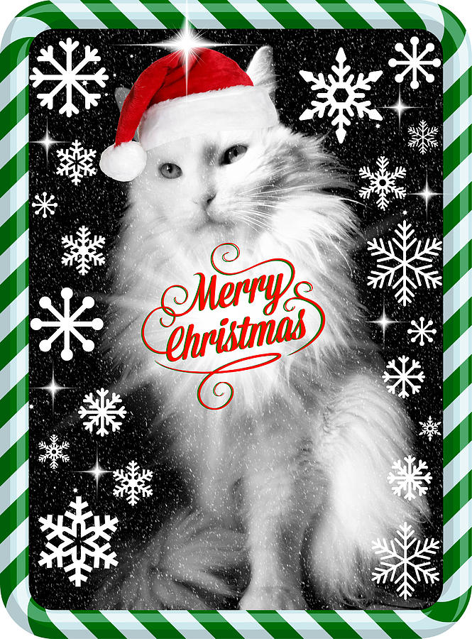 Mod Cards - Im A Star Baby Im Christmas Star II - Merry Christmas Photograph by Aurelio Zucco