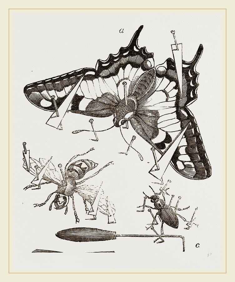 Nature Drawing - Mode Of Setting Out Insects by Litz Collection