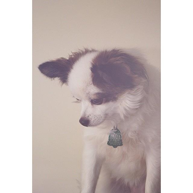 Nature Photograph - Model 🐶 #instag_app #dog #puppy #pup by Kyle Watt