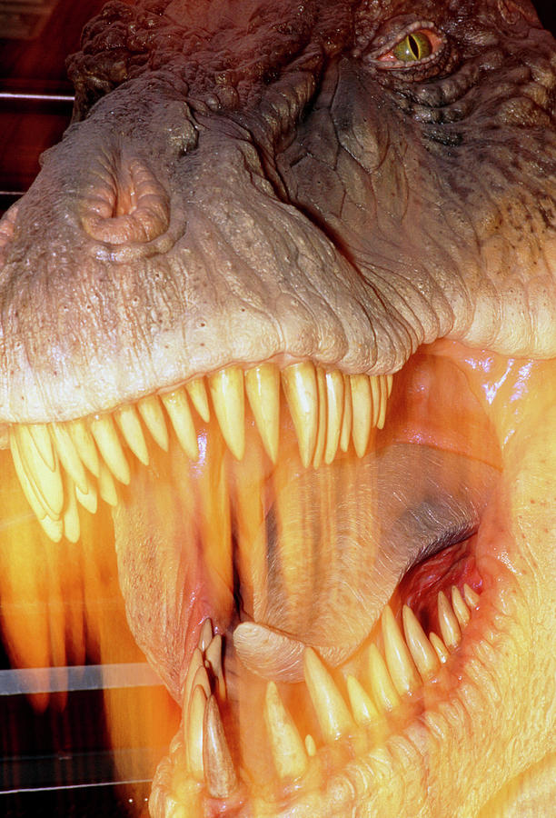 Model Head Of The Dinosaur Photograph by David Parker/science Photo Library