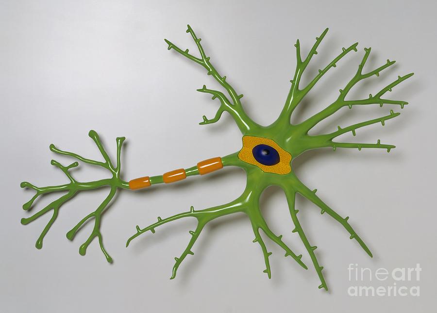Model Of A Brain Cell Photograph by Dorling Kindersley