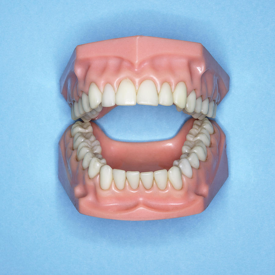 Model of a mouth Photograph by Burke/Triolo Productions