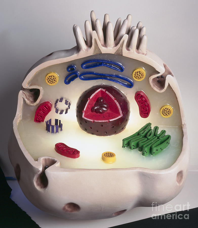 Model Of An Animal Cell Photograph by Geoff Brightling / Chris Reynolds and the BBC Team / Dorling Kindersley