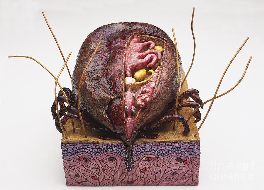 Model Of Australian Paralysis Tick Photograph by Geoff Brightling and BBC Visual Effects and Dorling Kindersley