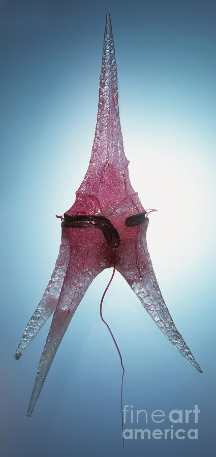 Model Of Ceratium Dinoflagellate Photograph by Geoff Brightling and Peter Minister and Dorling Kindersley