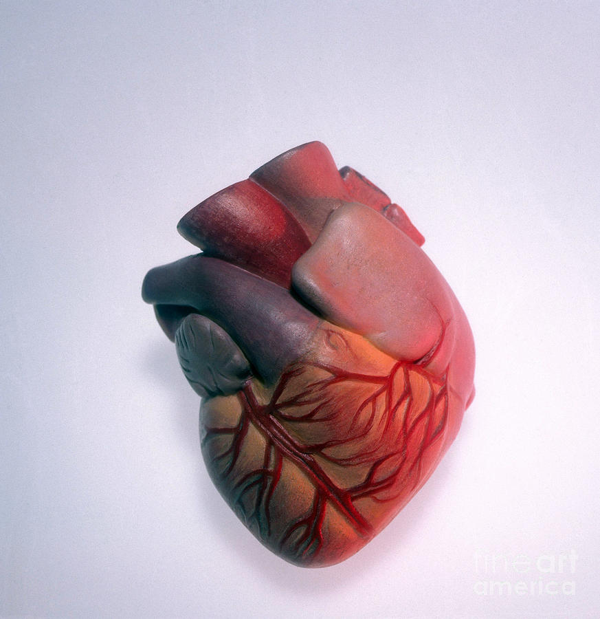 Model Of Heart Photograph by Dennis D. Potokar