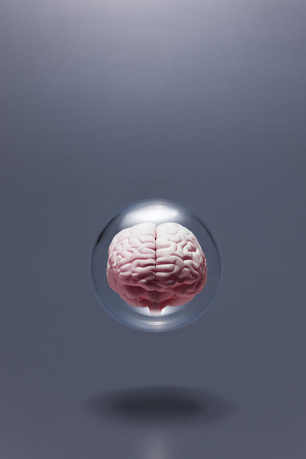 Model Of  Human Brain In Glass Globe Photograph by Yuji Sakai