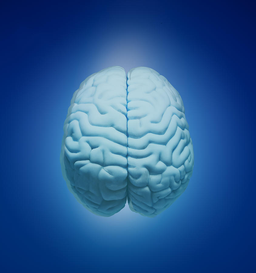 Model  of human brain Photograph by Yuji Sakai