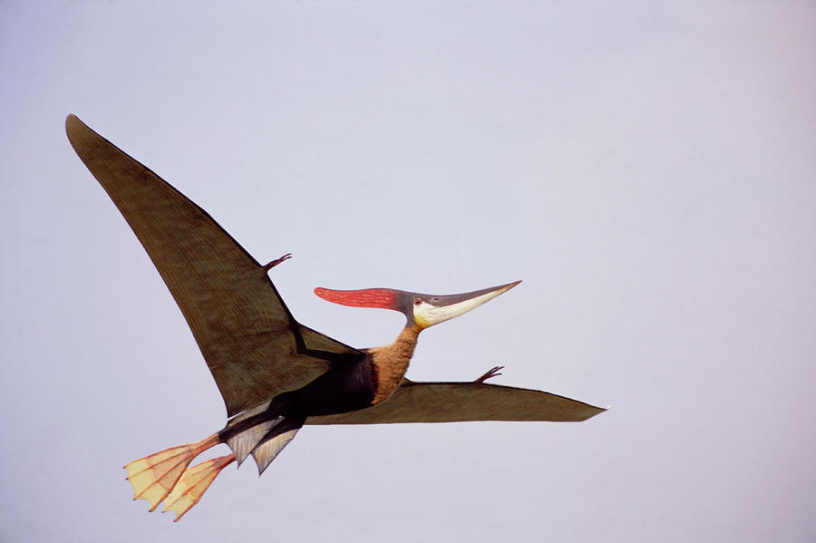 pteranodon flying