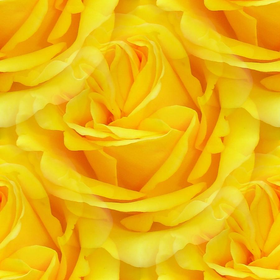 Modern Abstract Seamless Yellow Rose Petals Photograph by Taiche Acrylic Art