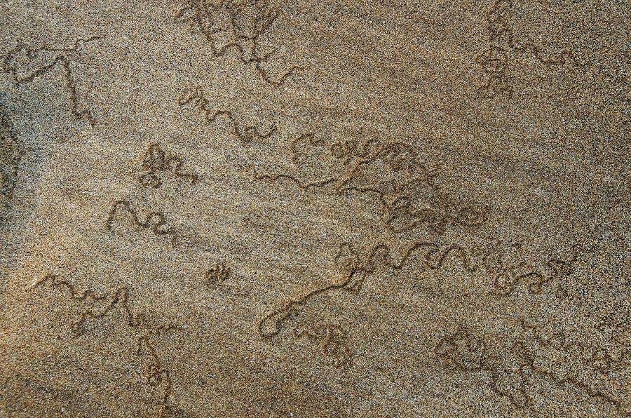 Beach Photograph - Modern Day Worm Tracks by Sinclair Stammers