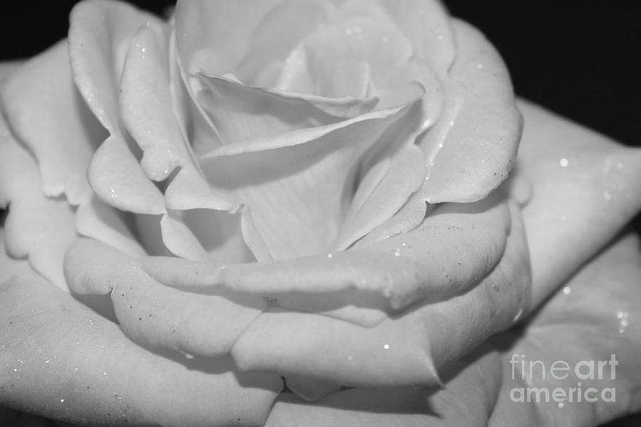 Modern Rose Photograph by Clare Bevan