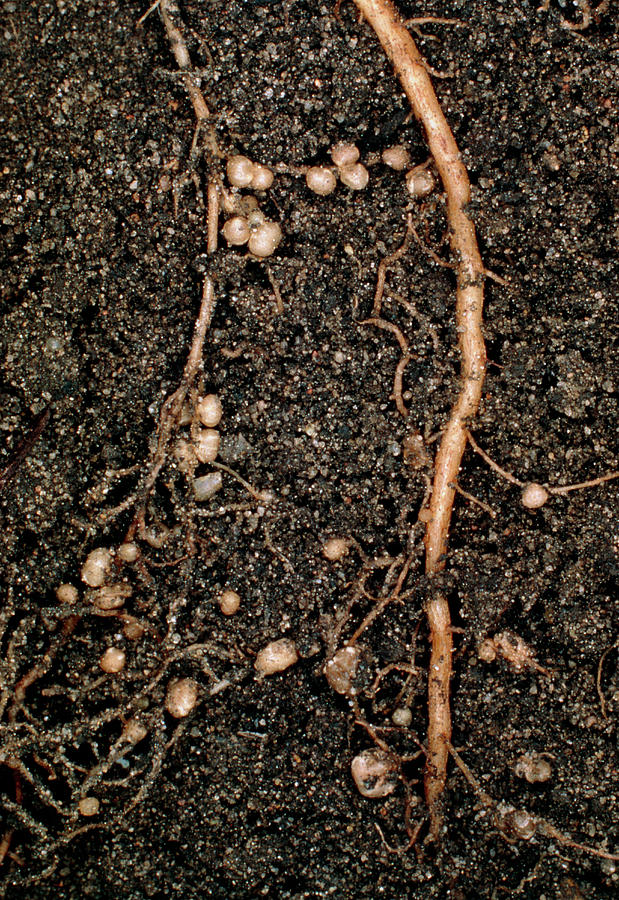 Modules Of Rhizobium Leguminosarum Photograph by Dr Jeremy Burgess/science Photo Library